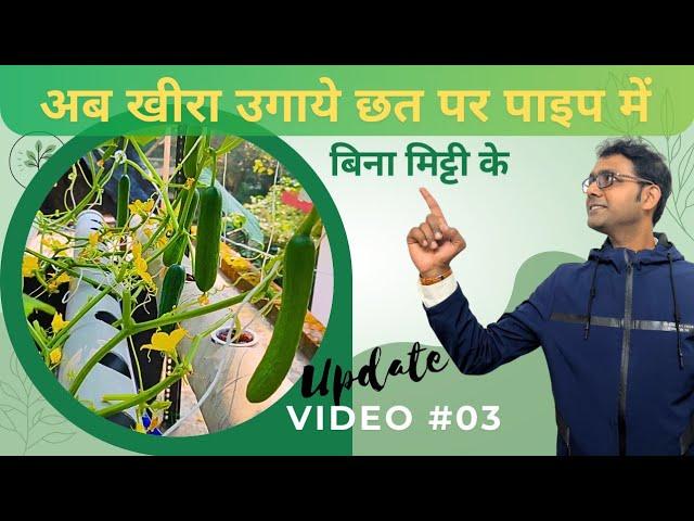 Seedless cucumber in DFT hydroponics #03 | @JSHydroponics