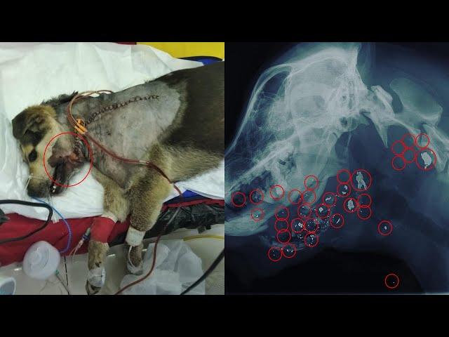 She wagged her tail, hoping for kindness but the result she got was nightmare heartbreaking!