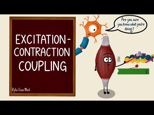 Excitation Contraction Coupling | Skeletal Muscle Contraction | Cross Bridge Cycling | Myology