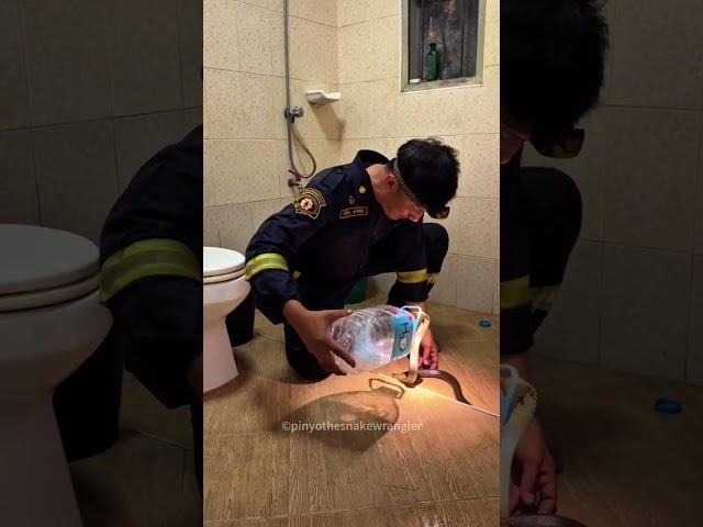 This Man Catches Snakes Everyday