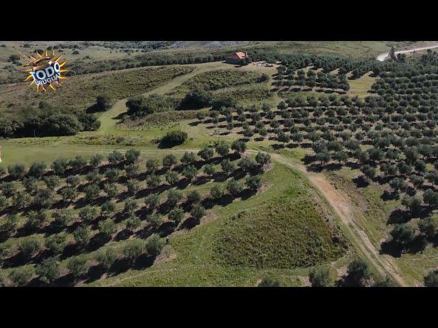 Todo Uruguay | Lavalleja: cosecha de olivos