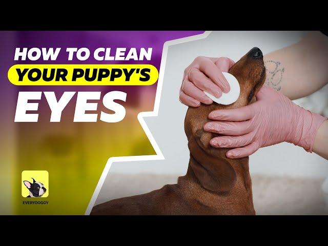 How to clean your puppy’s eyes | Dog grooming | EveryDoggy