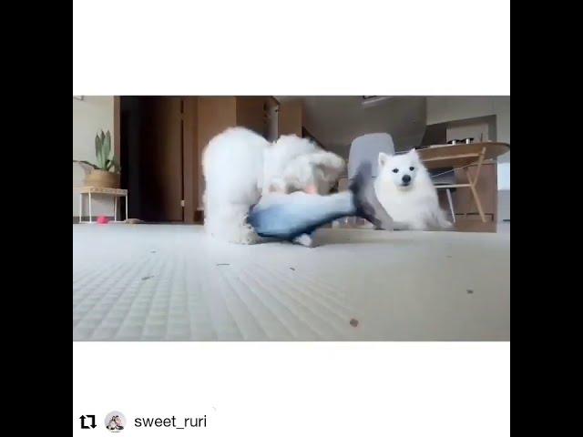 오늘은 생선 사냥이다 이모리의 대혈투 푸들 귀여운 강아지 Funny Puppies And Cute Puppy Videos Compilation