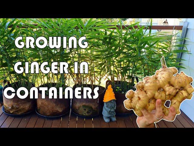 How to Grow Ginger In Containers so YOU Get a BUMPER Harvest