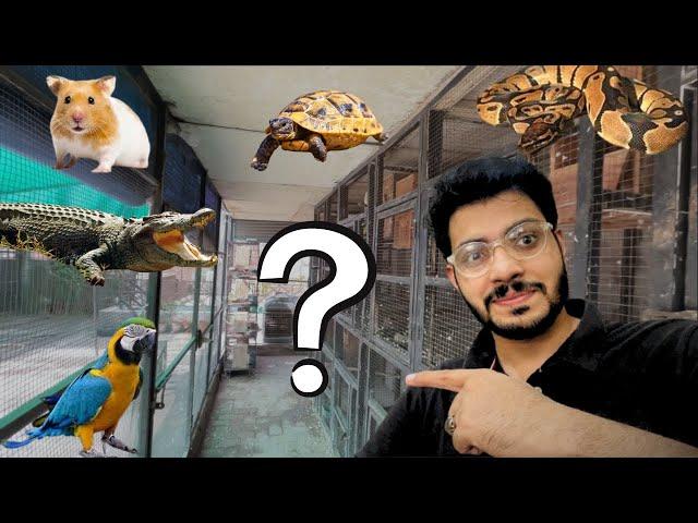 Favourite Animal araha | Polar parrot fish ka tank set krdia