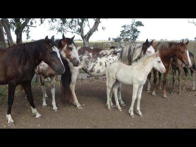 ⭐  LOTE DE YEGUAS OVERAS - $480.000 - LOSEQUINOS.COM