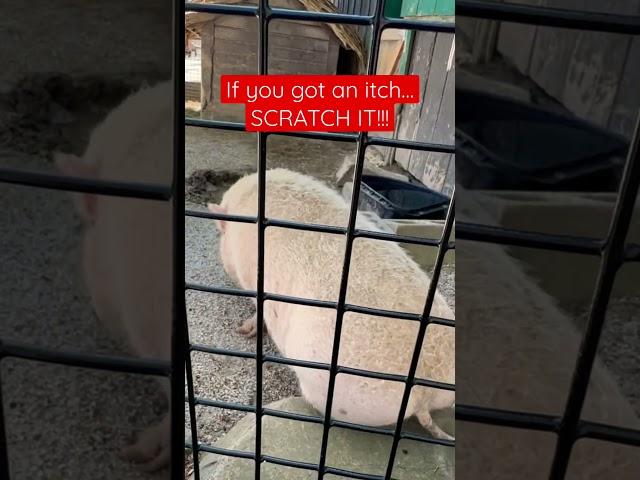  If you got an itch scratch it!