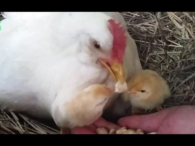 Mother Hen Teaches 1 Hour Old Chicken How to Eat - Cute Farm Animals