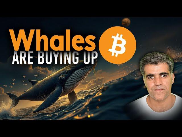 Crypto Market Latest News Updates Micheal Saylor Whales Buying BTC right now