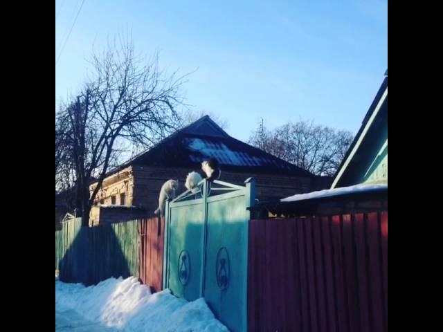 Cats in love