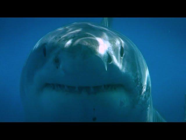 Blue Water White Shark (Guadalupe 2008)