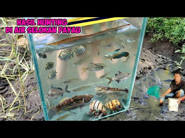 SELOKAN HUTAN BAKAU TERDAPAT BERBAGAI IKAN UNIK ADA IKAN MATA BIRU