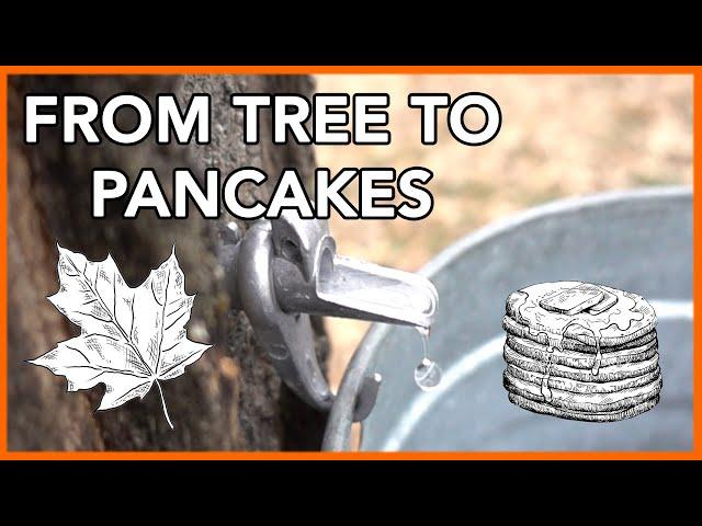 Making Maple Syrup at Home (Start to Finish)