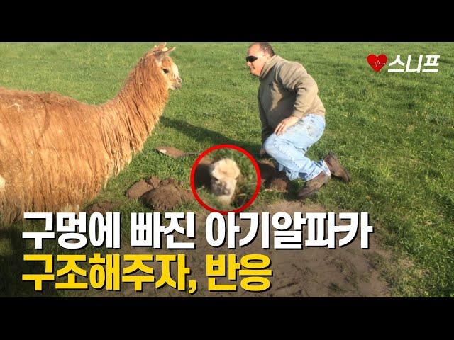 구덩이에 빠진 아기 알파카 구해주자 , 반응 l 감동실화