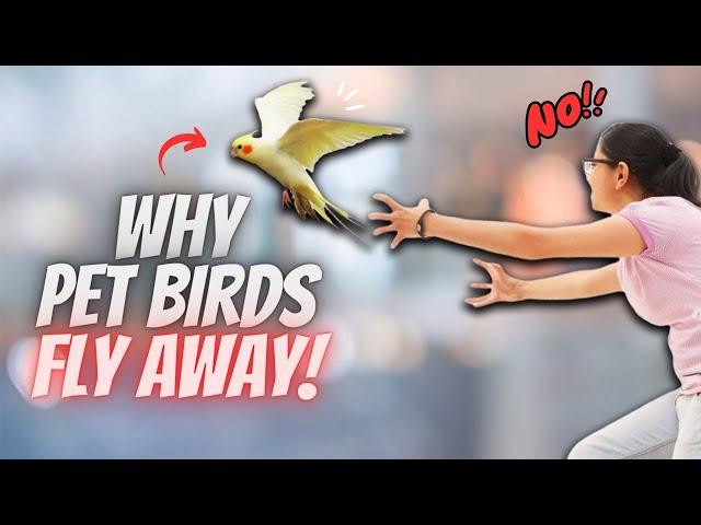 Why do Pet Birds FLY AWAY and Never Return?