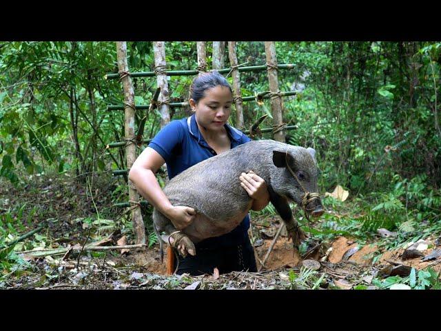 Trap Wild Boar In The Jungle, Build A Shelter Near Wild Boar Lair, survival alone, Survival Instinct