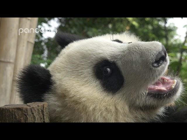 How do pandas eat bamboo?