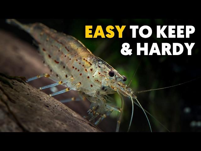 Amano Shrimp  The Ultimate Care Guide For Beginners!