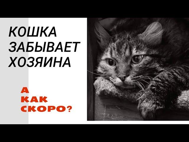 Кошка забывает хозяина. А как скоро?