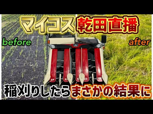 マイコス乾田直播を稲刈りしたらとんでもない事に！果たして収量はどのくらい獲れたのか？コンバインは無事だったのか！！！三菱コンバインV575A