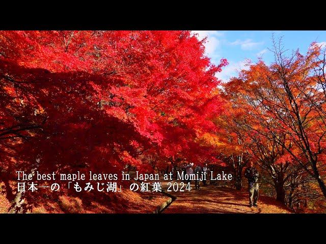 Japan's Best Autumn Colors : A First Walk Around Lake Momiji