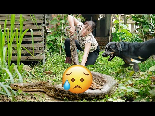 Harvesting Mangoes & Go Market to Sell – Giant Python Dog Raid - DIY Python Trap to Protect Pets!