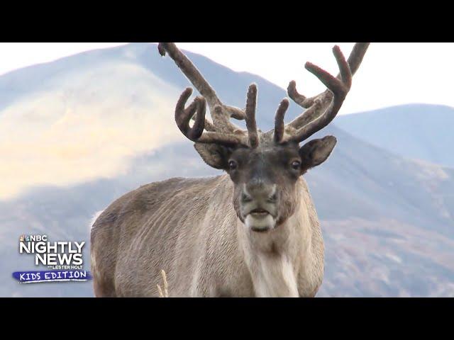 We’re learning all about reindeer and snow! | Nightly News: Kids Edition