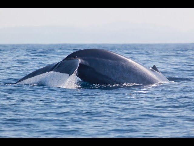 Mirissa Whale Watching