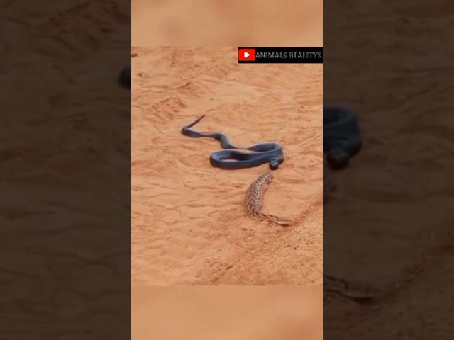 Black mamba is trying to attack Russell viper