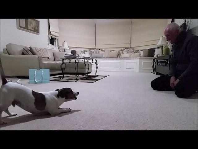 Jack Russell Barking Like Crazy