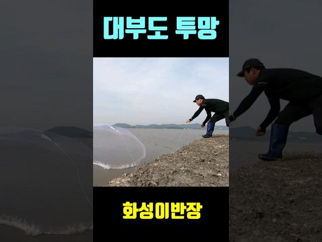 대부도 투망 화성이반장  #shorts