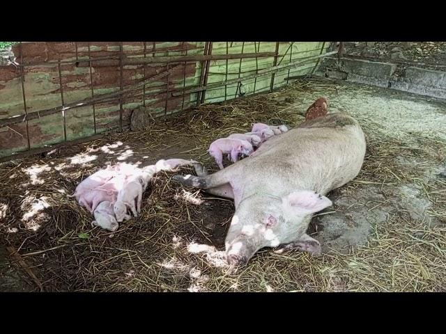 2024 drought management - sows in deep litter