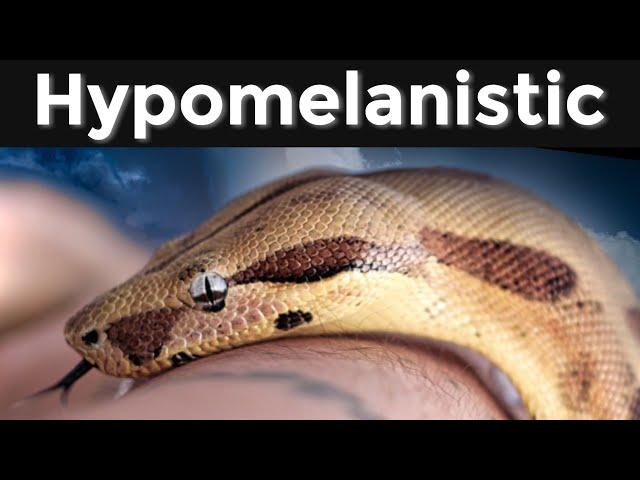 Boa Constrictor Morph Guide (Hypomelanistic)