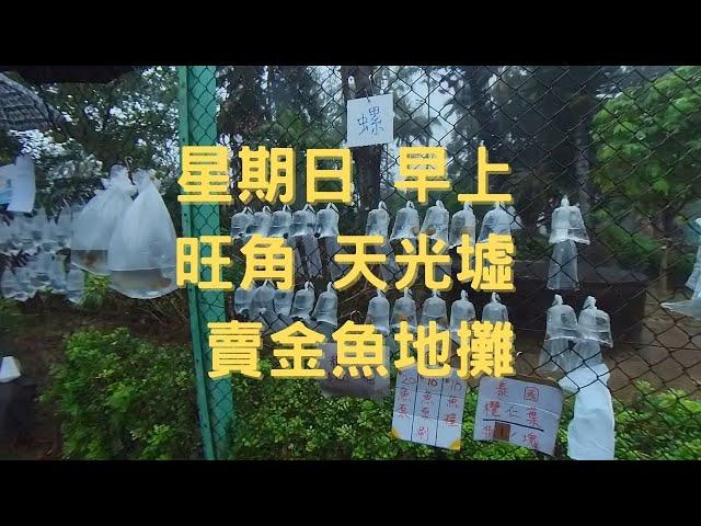 香港特色 金魚街｜星期日早上｜旺角天光墟｜早上賣金魚的地攤｜假日好去處｜香港好去處｜香港特色【廣東話｜中文字幕】