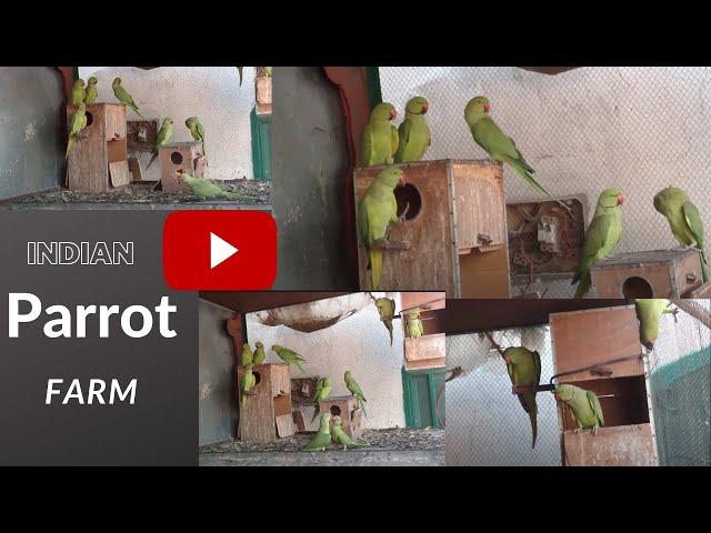 World largest Indian Ringneck Parrots Aviary Farm / The Biggest Ringneck Bird Breeding Farm.