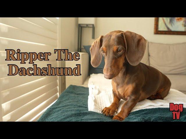 Cute Dachshund Pet-Sitting Moments - November