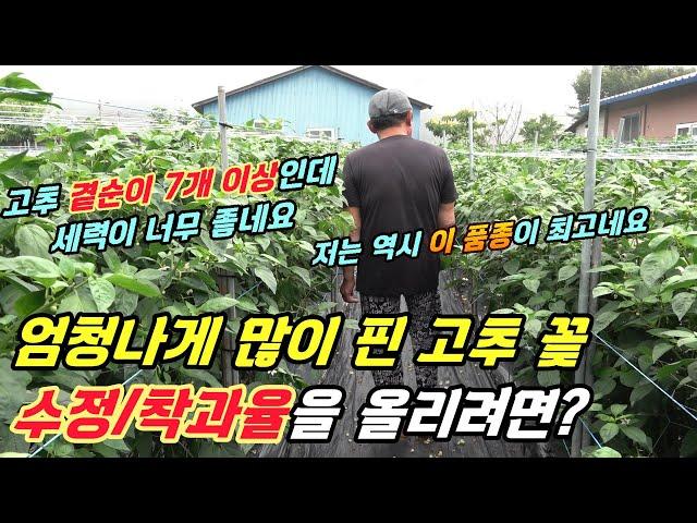 고추 곁순이 7개 이상인데... 좋은 세력에 고추가 엄청 많이 달렸어요.