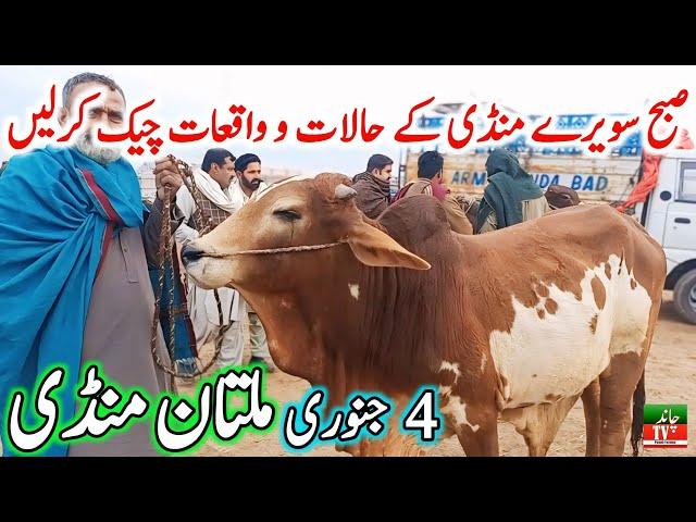 Multan Cow Mandi Fresh Latest Update Video | Cholistani Ablk Nukre Sahiwal Bachre | Cow Mandi 2024