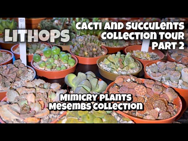 Cactus and Succulent Collection Tour Part 2 | Mesembs | Mimicry Plants| Living Stones | Lithops