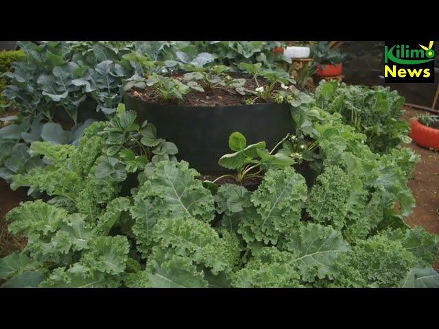 The Final Design of Your kitchen Garden || Kilimo