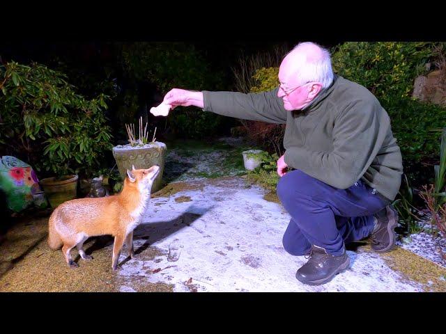 Friendly wild urban fox comes to visit #2 - UHD 4K