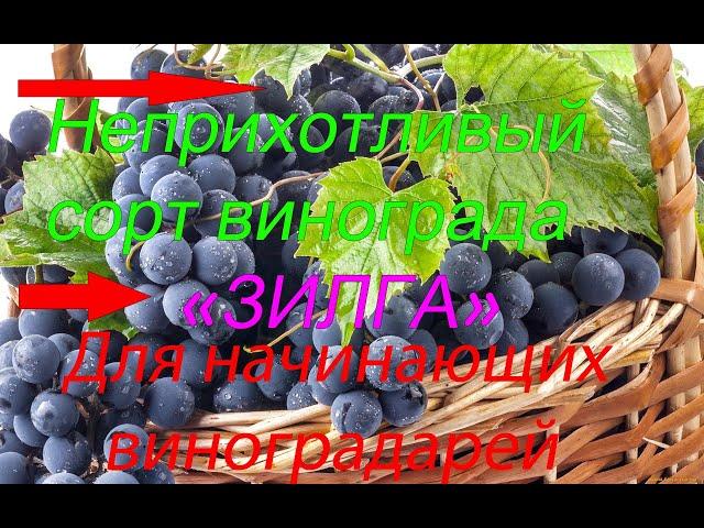 Виноград "Зилга" #виноград#морозостойкийвиноград
