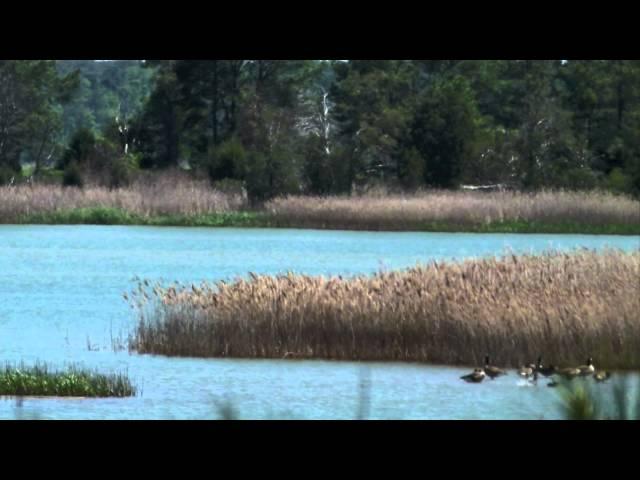 Hog Island - VA