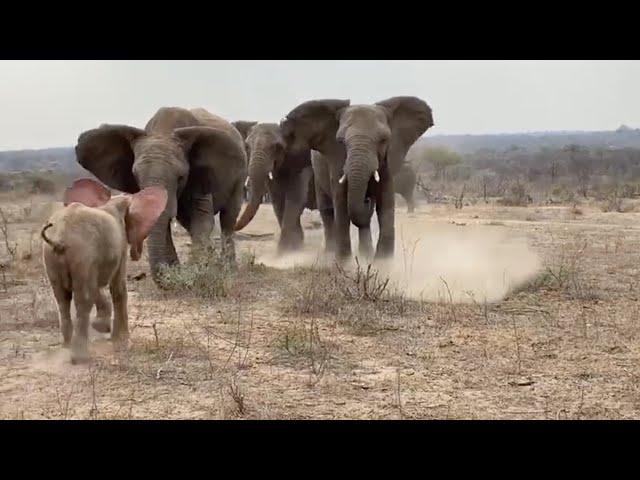 Albino Baby elephant Khanyisa's incredibly emotional greeting by the Jabulani Herd