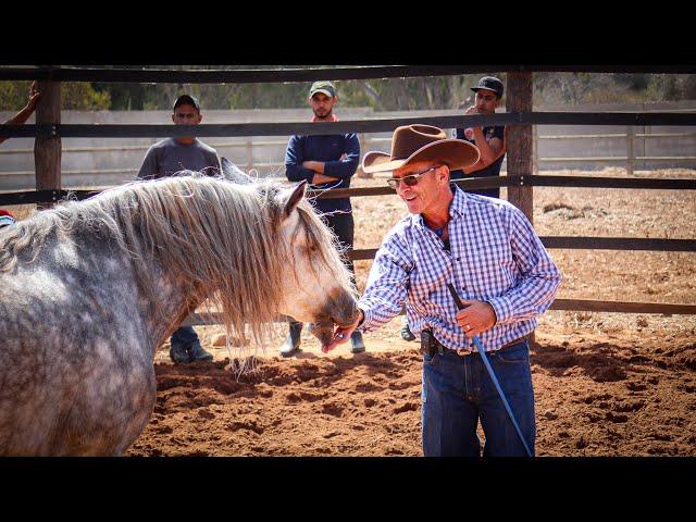 The Science of Connection (Polyvagal Theory with Horses)