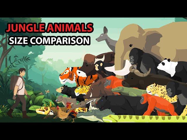 Jungle Animals Size Comparison | Animal Animation