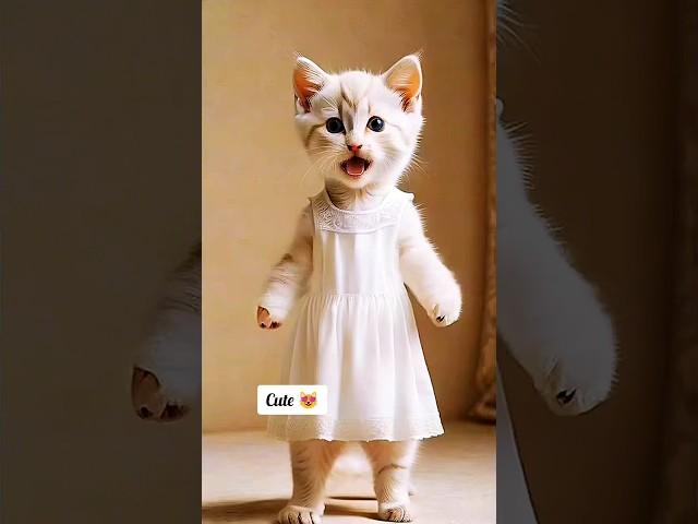 White Cat dance  | #cat #lovecats #cats #catvideos #catlover #catdance #shortviral #013