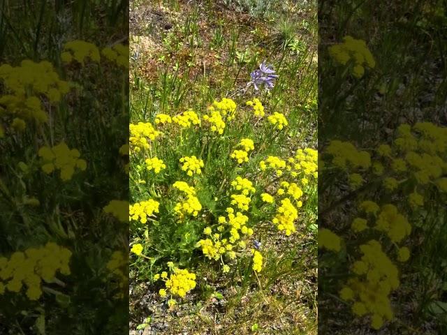 Spring Flowers at the Mima Mounds Natural Area Preserve 3 #nature #washingtonstate