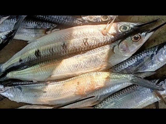 Freshwater garfish | Ocean Kekle Fish Cutting by Expert Fish Cutter