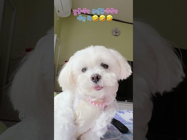 방송출연 본방 놓쳤다면??? 지금 바로 여기를 클릭!!! #dog #인삼먹는달콩이 #TV굿모닝투데이 #TV동물병원 #유튜브 #애견일상 #방송출연